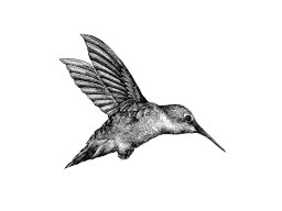 Hummingbird art - detailed version